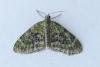 Acasis viretata